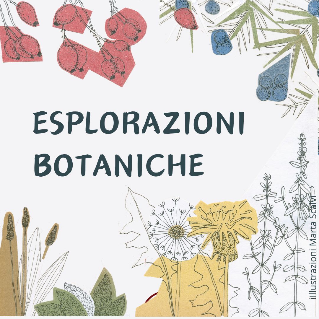 Esplorazioni botaniche: conoscere le erbe spontanee e i loro benefici